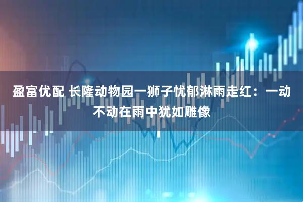 盈富优配 长隆动物园一狮子忧郁淋雨走红：一动不动在雨中犹如雕像