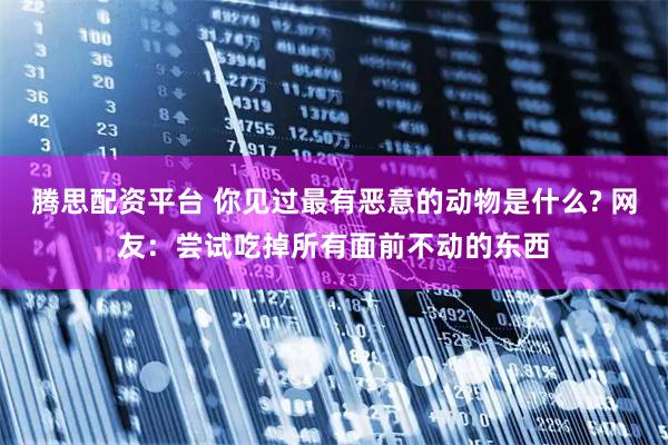 腾思配资平台 你见过最有恶意的动物是什么? 网友：尝试吃掉所有面前不动的东西